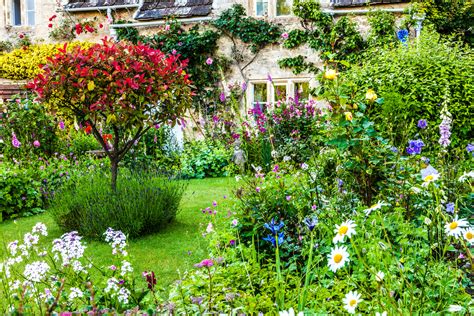 create  classic english country cottage garden   plant