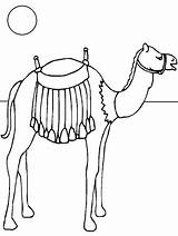 Kamelen Kleurplaat Kameel Stemmen sketch template