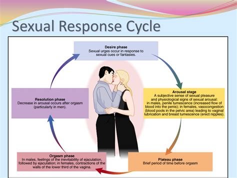 chart of male orgasm response excellent porn