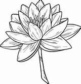Water Lily Coloring Clipart Pages Print Creazilla Transparent sketch template