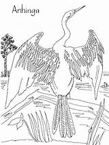 Anhinga Coloring Everglades Florida Pages Printable Projects Bird Colouring Adult Printablecolouringpages Social Burning Felt Wood sketch template