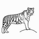 Coloring Tiger Pages Popular Kids sketch template
