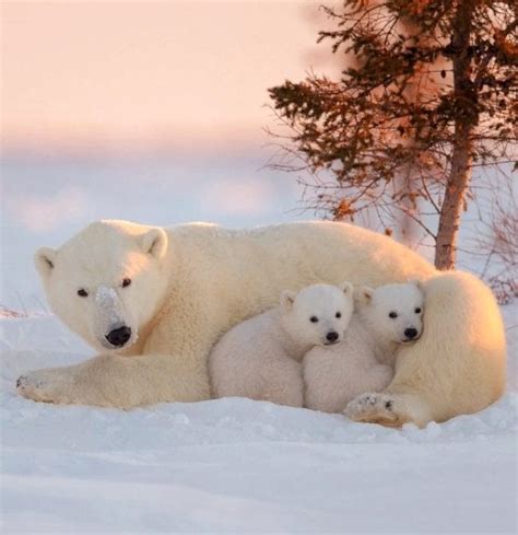 cute baby polar bears aww