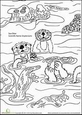 Sea Otter Otters Coloring Pages Color Worksheets Cute Worksheet Sheets Education Kids Monterey Facts Animal Alphabet Printable Lunch Adults Visit sketch template