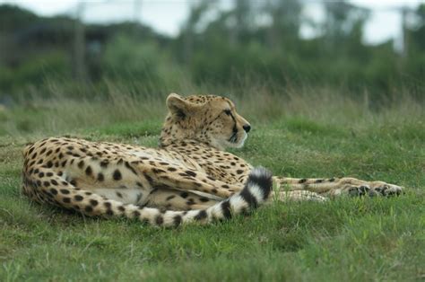 jachtluipaard  safaripark beekse bergen african animals cute animals wild cats