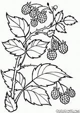Berries Raspberries Branch sketch template