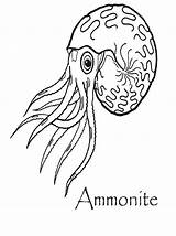 Ammonite Coloring Designlooter Sm Plesiosaur sketch template