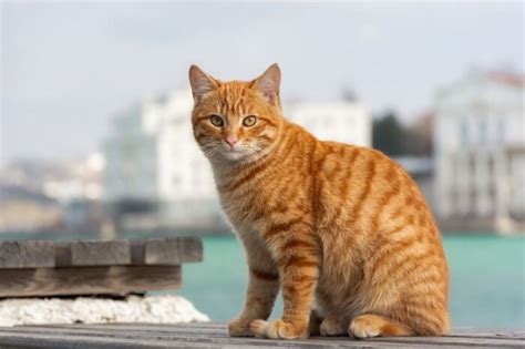 orange tabby cats facts lifespan and intelligence all about cats