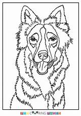 Collie Border Coloring Pages Drawing Color Getdrawings Getcolorings Printable sketch template
