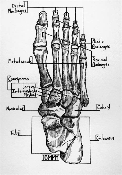 bones    foot dorsal view rbakedart