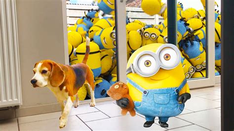 dogs  minion prank funny dogs louie  marie ep youtube