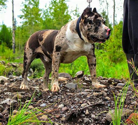 merle american bully dogs pitbull dog breed bully breeds dogs