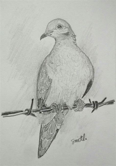 morning dove  pencil pencil drawings  animals colored pencil drawing animal sketches