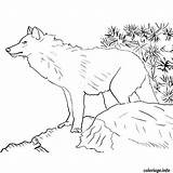 Loup Coloriages Zoo Imprimé sketch template