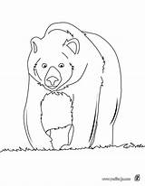 Oso Urso Pardo Hellokids Sauvages Forest Halaman Grizzli Beruang Colouring épinglé Coloriages Selva Animais Selvagens Línea sketch template