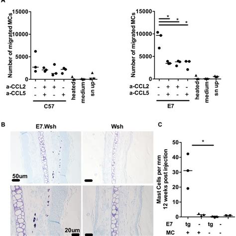 mcs migrate towards ccl2 and ccl5 and are recruited to e7 ear skin a