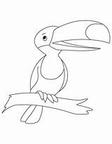 Toucan Coloring Tucan Eating Fruit Toco Pages Getdrawings Drawing sketch template