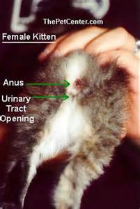 Sex kitten answers