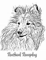 Sheltie Sheepdog Shetland  Cricut sketch template
