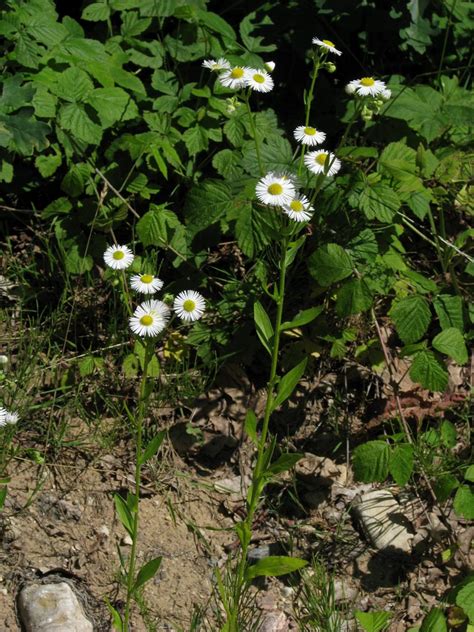 erigeron