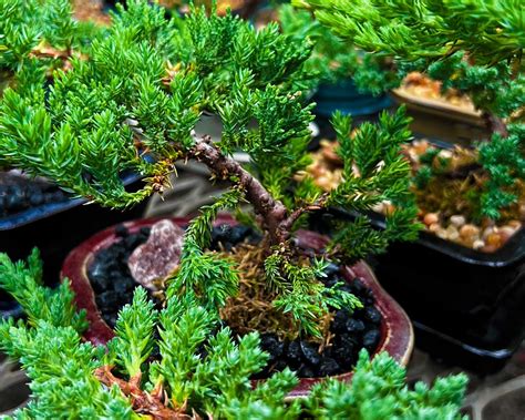 exotic bonsai juniper trees  powerful tips  care