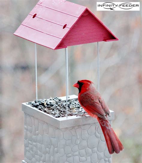 cardinal   infinity bird feeder  bird feeders homemade bird feeders cardinals birds
