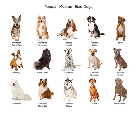 medium dog breeds choosing   dog   dogs guide