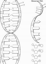 Dna Worksheet Helix Double Coloring Answers Chessmuseum sketch template