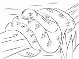 Anaconda Pitone Coloriage Ausmalbild Ausmalbilder Scrub Serpent Imprimer Neuguinea Colorier Snakes Animali sketch template