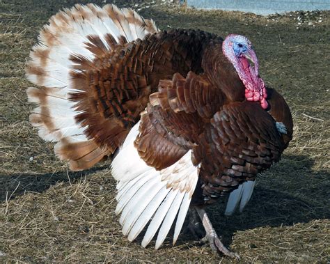nc pasture raised heritage turkeys  thanksgiving kw homestead