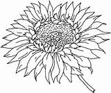 Color Sunflowers Sunflower Clipart Coloring Pages Flower Sun Clipground sketch template