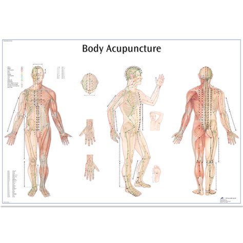 anatomical charts  posters anatomy charts body acupuncture laminated chart