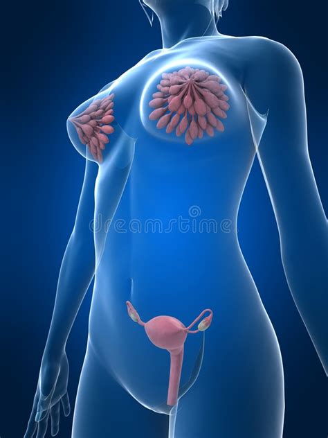 female sex organs stock illustration illustration of tumor 5591534