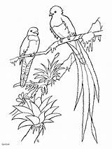 Quetzal Printable Outline Parkieten Aves Parkiet Coupons Nacional Resplendent Plumage Only Portones Azulejos Pájaros Pintados Sketches Rodos Uitprinten Downloaden Patrios sketch template