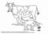 Cow Coloring Printable Pages Pdf Baby Colour Cows Color Sheets Choose Board Cute sketch template
