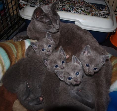 kitty cats   life  russian blue cat russian blue kittens  sale melbourne vic