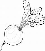 Vegetable Drawing Beet Getdrawings Vector sketch template