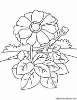 Zinnia Coloring Flower Pages Leaves Many So Template Border Getcolorings Color sketch template
