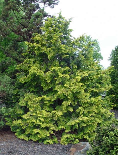 hinokicypresscrippsii garden shrubs hinoki cypress hinoki