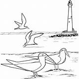 Kolorowanki Latarnia Trout Lighthouses Morska Bestcoloringpagesforkids Brook Dzieci Getdrawings sketch template