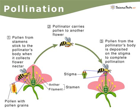 pollination definition types  process