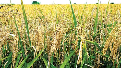 driving wheat production  high yielding seed variety trials