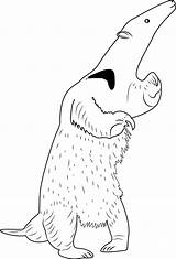 Anteater Coloring Standing Pages Coloringpages101 Kids Anteaters sketch template
