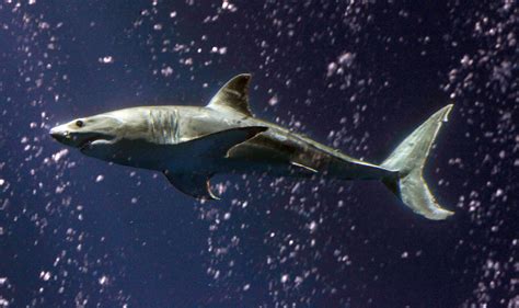 fatal shark attacks see spike in 2011 cbs news