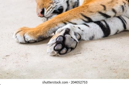tiger feet stock photo  shutterstock