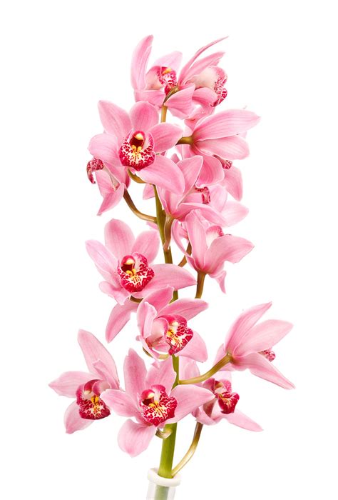 Cymbidium Orchid Mini Light Pink Metro Flower Market