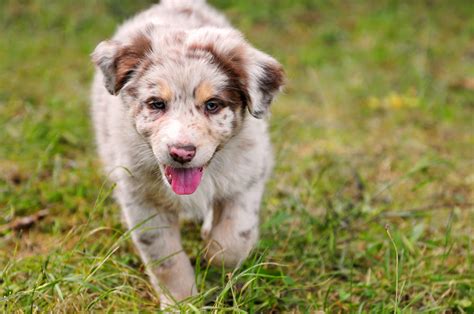 australian shepherd dog breed information pictures