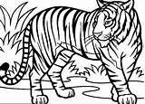 Tigru Colorat Planse Plansa Tigrul Animale sketch template