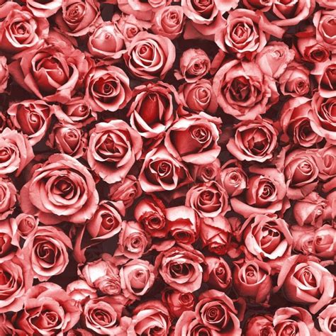 muriva red rosalee floral roses wallpaper 158502 uncategorised from