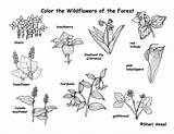 Coloring Wildflowers Forest Exploringnature sketch template